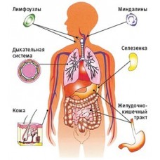 ЩО ТАКЕ ІМУННА СИСТЕМА